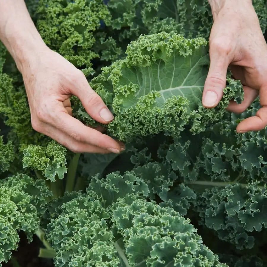 Lợi ích sức khỏe vượt trội của cải Kale